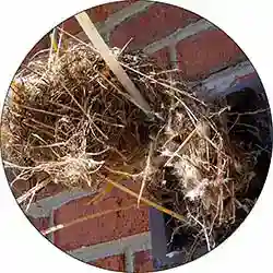 Bird nest removal and cleanup.